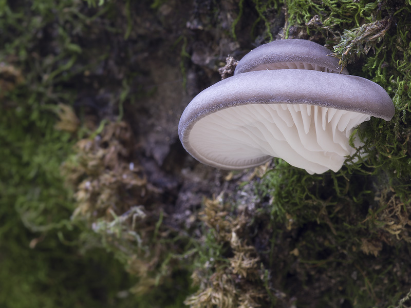 Pleurotus ostraetus